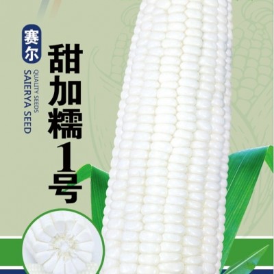 供应赛尔甜加糯1号—糯玉米种子