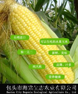 供应台湾鲜糯玉米、水果玉米