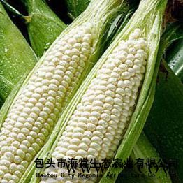 供应台湾鲜糯玉米