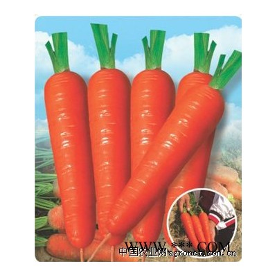 供应东方红七寸—胡萝卜种子