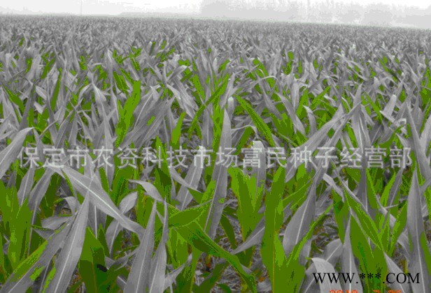 供应耐密高产先玉335—玉米种子