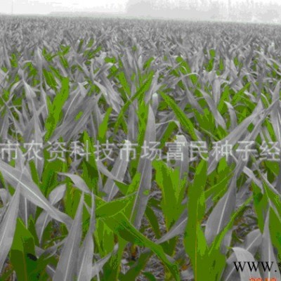 供应耐密高产先玉335—玉米种子