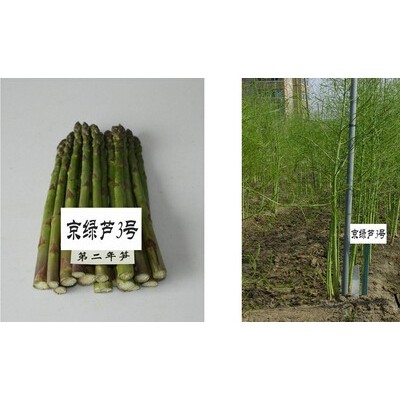 供应销售进口蔬菜种子-京绿芦三号芦笋种子