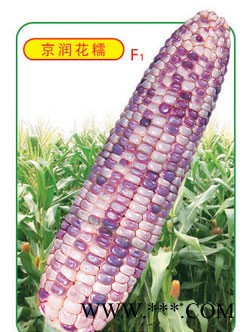 供应京润花糯—玉米种子