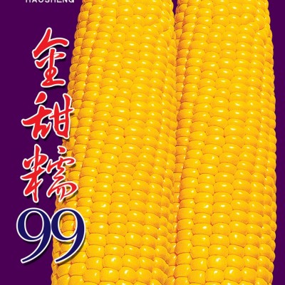 供应金甜糯99-玉米种子