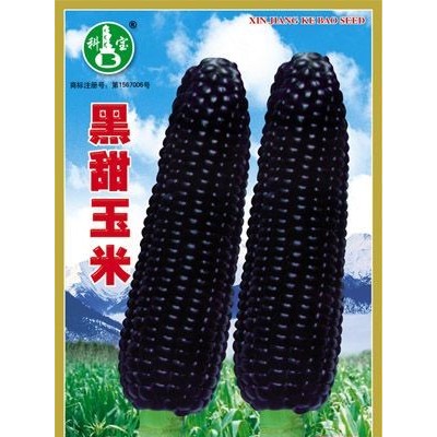 供应黑甜玉米—玉米种子