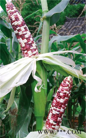 供应双彩艳—玉米种子