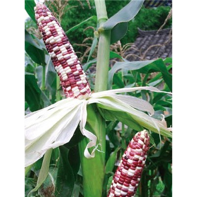供应双彩艳—玉米种子