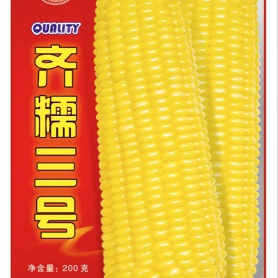 供应齐糯三号-玉米种子