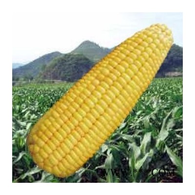 供应浙甜2088—玉米种子
