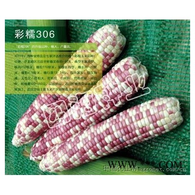 供应彩糯306玉米种子