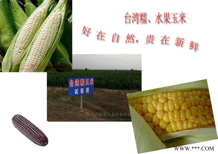供应台湾糯玉米、水果玉米