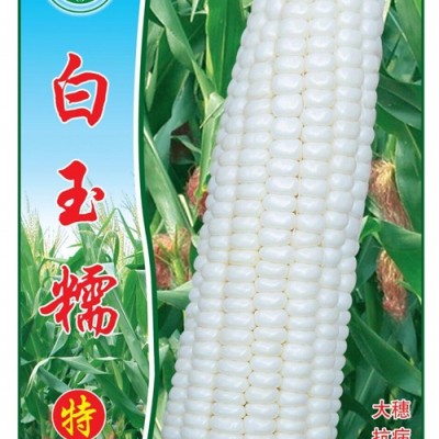 供应白玉糯—玉米种子