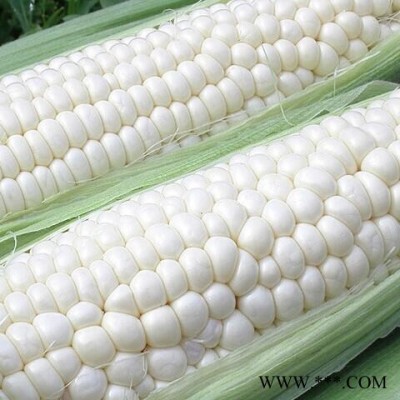 供应白色超甜水果玉米种子——白雪