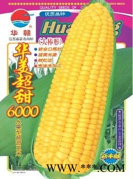 供应华美超甜6000—菜用玉米种子
