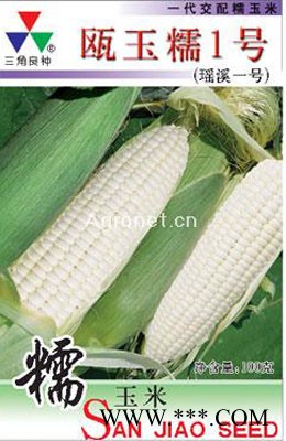供应瓯玉糯1号—菜用玉米种子
