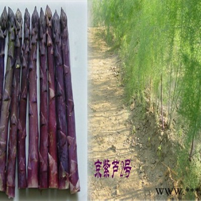 供应京紫芦2号—芦笋种子