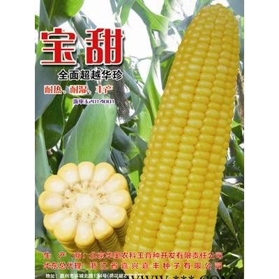 供应宝甜—玉米种子