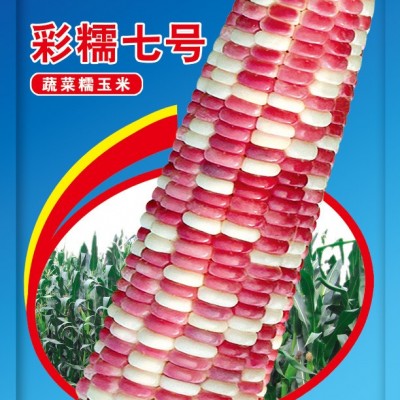 供应京密糯七号-玉米种子