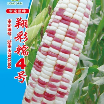 供应郑彩糯4号-玉米种子