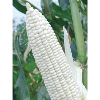 供应蜀信白糯3号—玉米种子