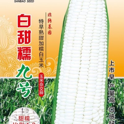 供应白甜糯9号—菜用玉米种子