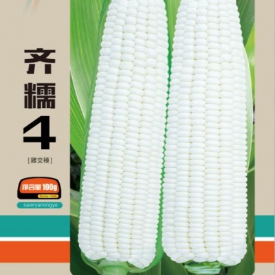 供应齐糯4-玉米种子