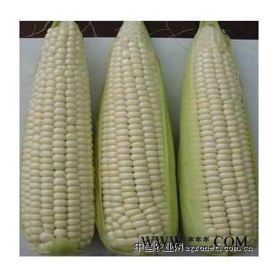 供应浙凤糯3号—菜用玉米种子
