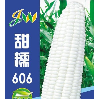 供应甜糯606—菜用玉米种子