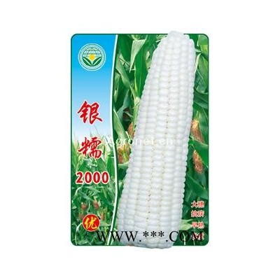 供应银糯2000—糯玉米种子
