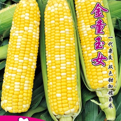 供应金童玉女——黄甜水果玉米系列