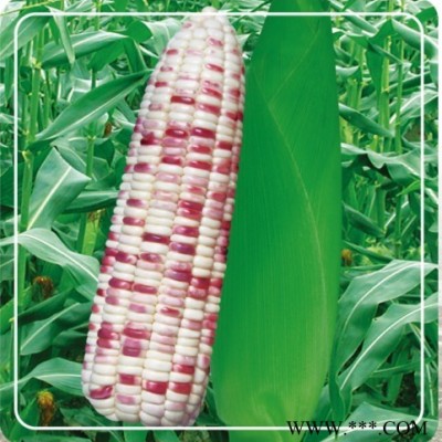 供应花甜糯2号—玉米种子