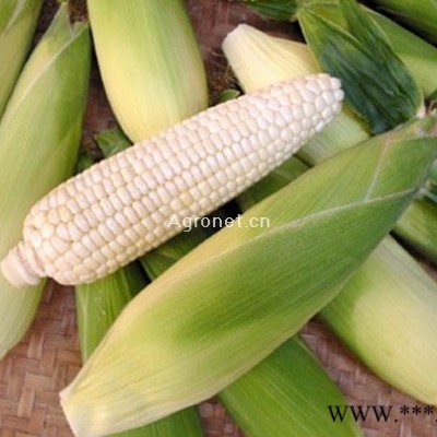 供应美玉（糯）1号—玉米种子