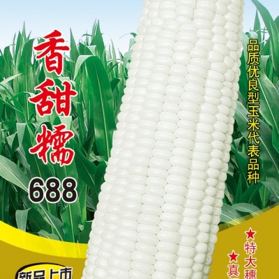 供应香甜糯688——玉米种子