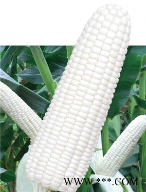 供应蜀信白糯5号—玉米种子