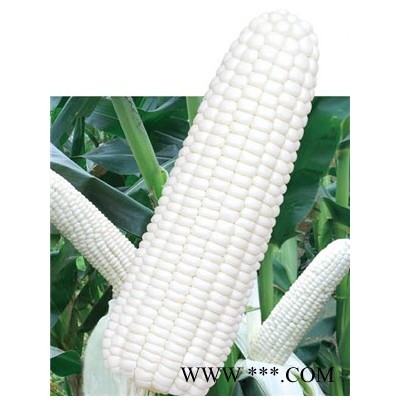 供应蜀信白糯5号—玉米种子