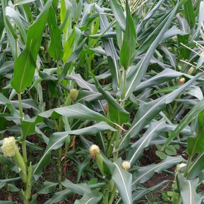 供应玉米——玉米种子