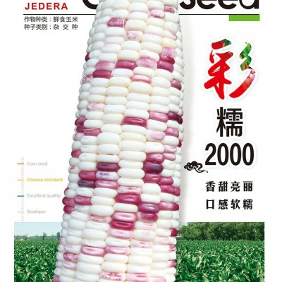 供应彩糯2000—菜用玉米种子