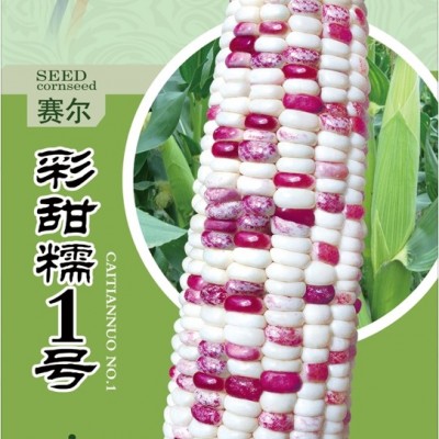 供应赛尔彩甜糯1号—糯玉米种子