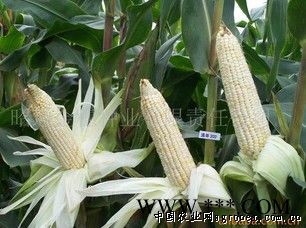 供应玉米种子（通单202号）