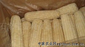 供应速冻（京科糯2000）粘玉米