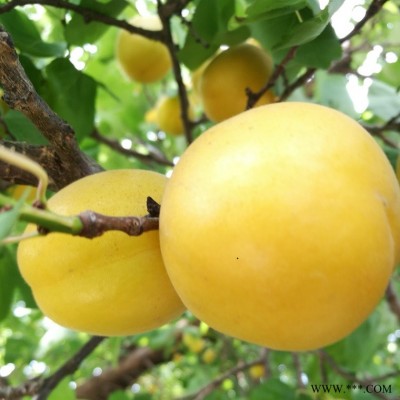 供应杏树苗品种香杏树苗