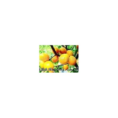 供应公分-10公分杏树