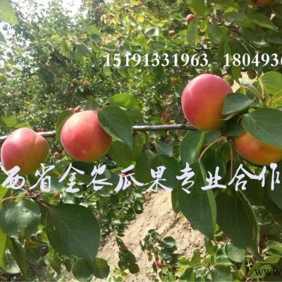 供应2017陕西丰园红杏
