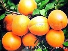 供应香白杏