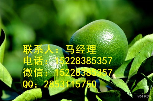 供应荆州新品种柑橘苗