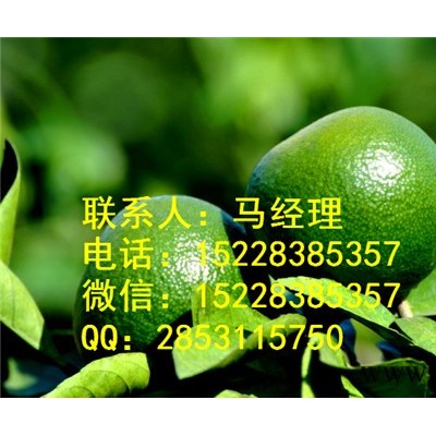 供应荆州新品种柑橘苗