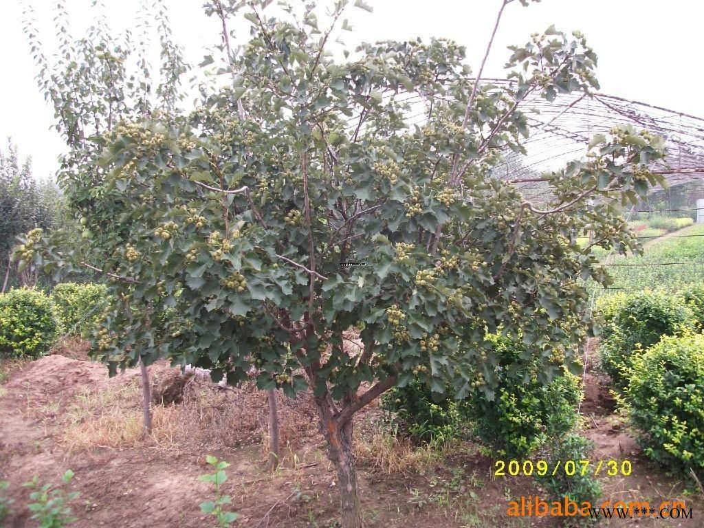 供应柿子树