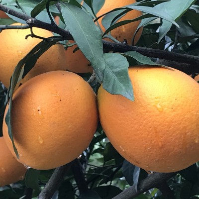供应柑橘苗 纽荷尔脐橙—甜橙种子种苗