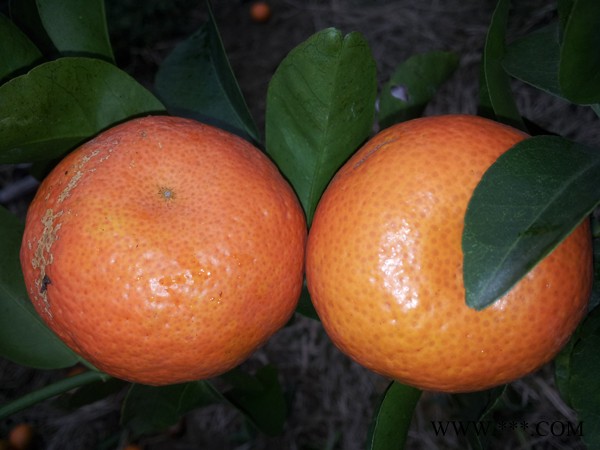 供应无公害水果柑橘